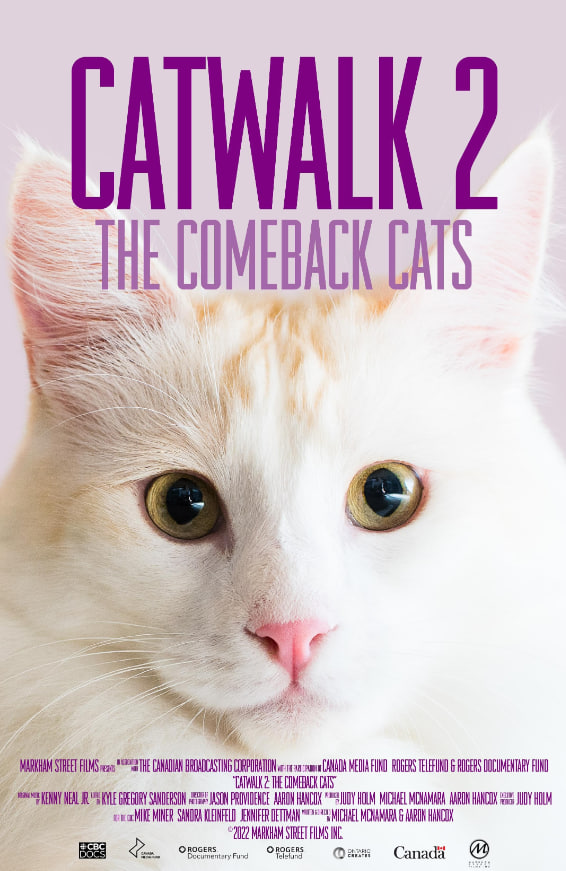 猫步2：回归的猫
